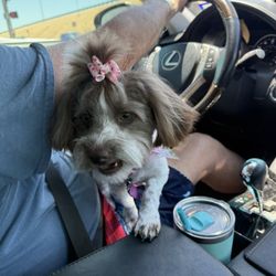 Pure Heart Pet Boutique - Sweet lil Lola!