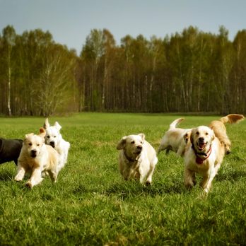 Pet Wants Chicago North - Pet Stores Near Me - Chicago, Illinois Pet Wants Chicago North - Pet Stores Near Me - Chicago, Illinois