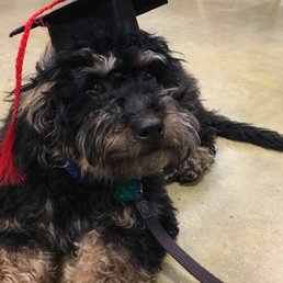 Puppy training graduation day