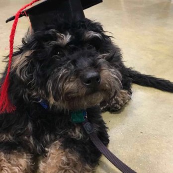 PetSmart - Puppy training graduation day - Pet Training Near Me - Bowie, Maryland