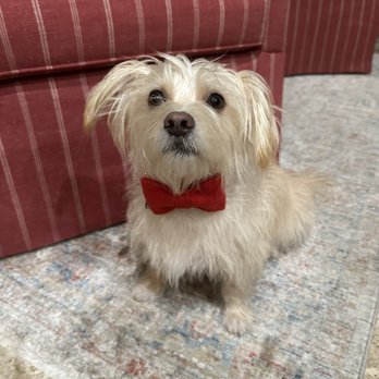 American Pet Spa & Resort - Before - Pet Groomers Near Me - Argyle, Texas American Pet Spa & Resort - Before - Pet Groomers Near Me - Argyle, Texas