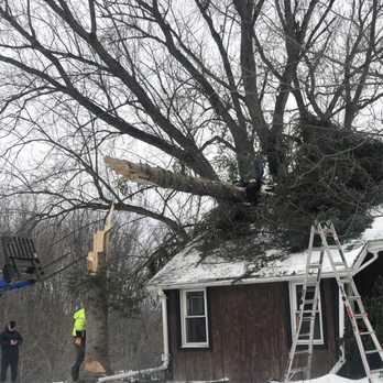 Roofing King - Tree through home WKTV - Roofing Near Me Roofing King - Tree through home WKTV - Roofing Near Me