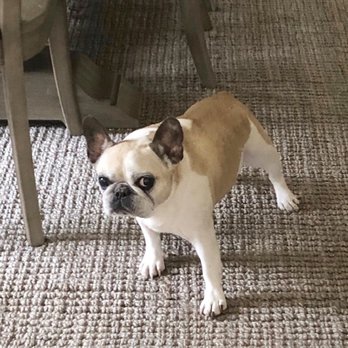 Bergen County Veterinary Center - Little Miss Gracie - Veterinarians Near Me - Waldwick, New Jersey