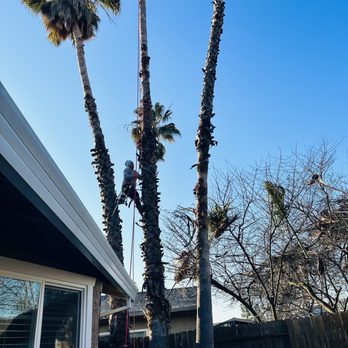 G And C Tree Service - Tree Services Near Me G And C Tree Service - Tree Services Near Me