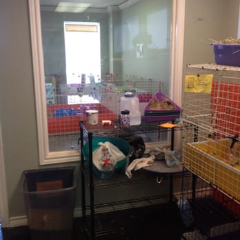 Texas Rustlers Guinea Pig Rescue - Animal Shelters Near Me - Lewisville, Texas
