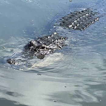 Gatorland - He looks pissed. - Zoos Near Me - Orlando, Florida Gatorland - He looks pissed. - Zoos Near Me - Orlando, Florida