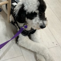 Cordonnerie La Cite - The service dog vest which was altered by the shop.