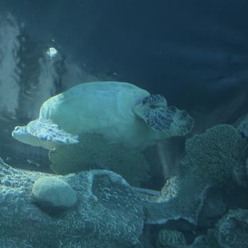 Shark Reef Aquarium at Mandalay Bay - Aquariums Near Me - Las Vegas, Nevada