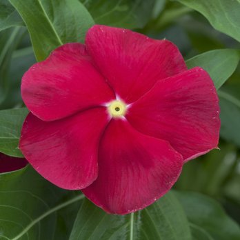Calloway's Nursery - Cora Vinca is available in several colors, and in both trailing and upright varieties. They're known for their disease resistance. - Nurseries & Gardening Near Me - Hurst, Texas
