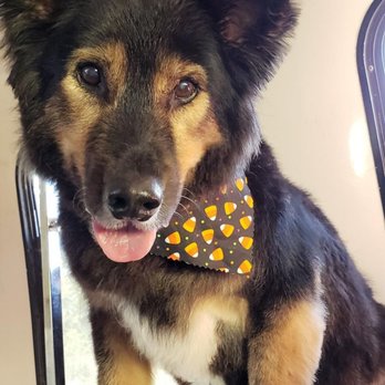 Mobile Pet Parlour - Pet Groomers Near Me Mobile Pet Parlour - Pet Groomers Near Me