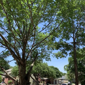 PRV Tree Service - After trimming - Tree Services Near Me PRV Tree Service - After trimming - Tree Services Near Me