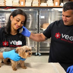 VEG ER for Pets - VEG vet cares for dog while helping customer on phone