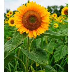 Schwirian Farm & Sunflower Festival