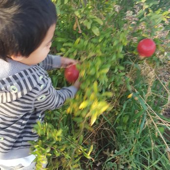 Blue Ridge Organic Farm - Even the littlest itty bittys can pick them - Fruits & Veggies Near Me - Winters, California