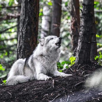Predators of The Heart - Wolf talk - Community Service/Non-Profit Near Me - Anacortes, Washington Predators of The Heart - Wolf talk - Community Service/Non-Profit Near Me - Anacortes, Washington