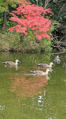 Shirotori Garden by null