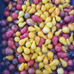Hardy Foods - Heirloom tomatoes