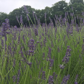 Lavender by the Bay - 7/1/2017 - Pick Your Own Farms Near Me - East Marion, New York Lavender by the Bay - 7/1/2017 - Pick Your Own Farms Near Me - East Marion, New York