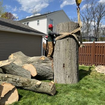 DHI Tree Services - Tree Removal Services - Tree Services Near Me
