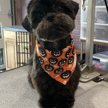 DeShed Professional Grooming Salon - Pet Groomers Near Me DeShed Professional Grooming Salon - Pet Groomers Near Me