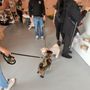 The Bougie Dog Supply & Spa