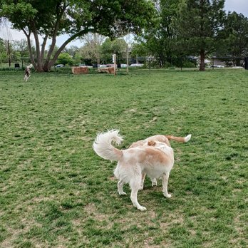 Terrace Park Dog Park - Greetings and Meetings Aspen loves this place, HAPPY HAPPY DOGGIES - Dog Parks Near Me - Arvada, Colorado Terrace Park Dog Park - Greetings and Meetings Aspen loves this place, HAPPY HAPPY DOGGIES - Dog Parks Near Me - Arvada, Colorado