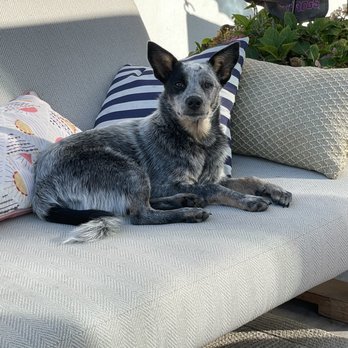 Sit Means Sit Dog Training - Frida - Pet Training Near Me - Newport Beach, California Sit Means Sit Dog Training - Frida - Pet Training Near Me - Newport Beach, California