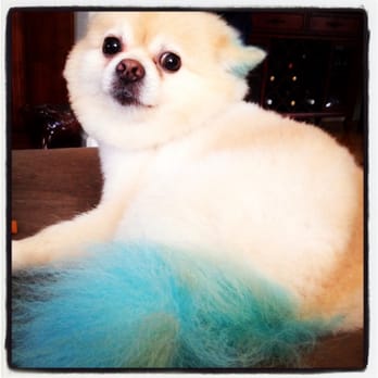 Featherer Pet Grooming - THANKS SHAYANNE! - Pet Stores Near Me - Benicia, California Featherer Pet Grooming - THANKS SHAYANNE! - Pet Stores Near Me - Benicia, California