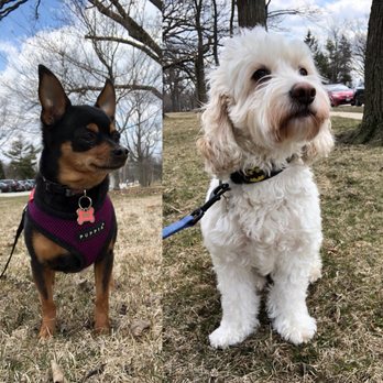 Doggie Dharma - Our littles! Payton and Cosmo - Dog Walkers Near Me