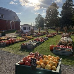 Blast Corn Maze - Pre-picked pumpkin patch