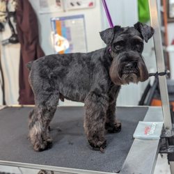 Allendale Pet Groomery
