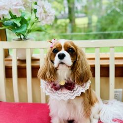 Pawfect Grooming
