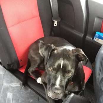 MaxFund - Charlotte heading to a hike - Animal Shelters Near Me - Denver, Colorado