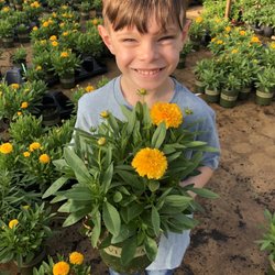 Aydani Nursery - A ray of sunshine with Pom Pom coreopsis