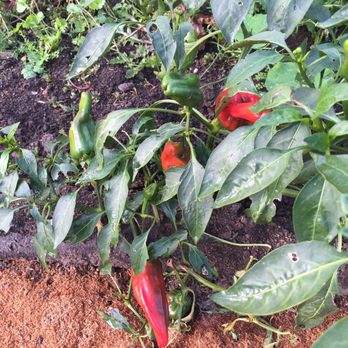 Wild Flour Bread - Peppers - Bakeries Near Me - Freestone, California