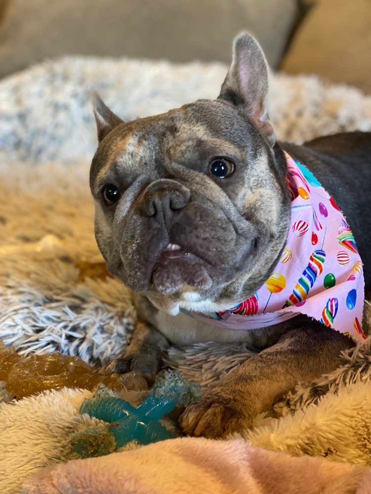 PUPPY MOMO’S MOBILE GROOMING Updated October 2024 61 Photos & 35