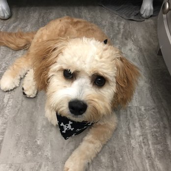 Spa Dog Organic Dog Spa - Benji not happy now he has a uni brow. - Pet Groomers Near Me - Vancouver, British Columbia
