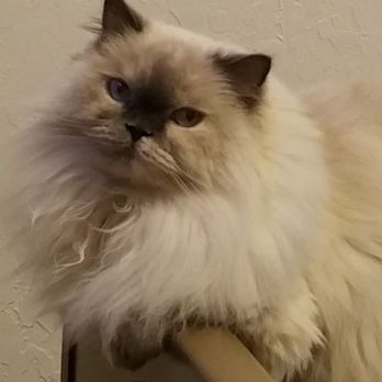 BluePearl Pet Hospital - Fancy, my beautiful angel. - Veterinarians Near Me - Oklahoma City, Oklahoma
