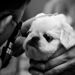 One Health Organization - Puff Daddy gets an eye exam from a veterinarian made affordable thanks to One Health Organization's Veterinary Payment Program