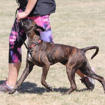 Tara's K9 Solutions - Maika and I heeling - Pet Training Near Me Tara's K9 Solutions - Maika and I heeling - Pet Training Near Me