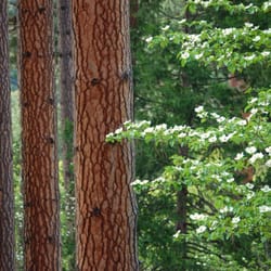 Smoky Mtn Massage Therapy - Dogwood in bloom with Ponderoosa Pines