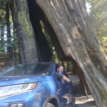 Shrine Drive Thru Tree - Landmarks & Historical Buildings Near Me - Meyers Flat, California