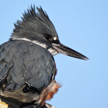 Olympic Beach - Katie, the Kingfisher - Beaches Near Me - Edmonds, Washington