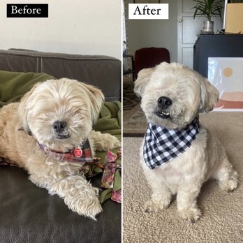 K-9 Klipping - Ralphie before and after his bath and cut - Pet Stores Near Me - Pasadena, California