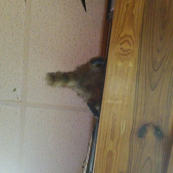 Pit-Master Bar-B-Que - Dusty Racoon booty above my food. - Barbeque Near Me - The Woodlands, Texas