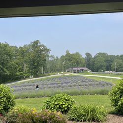 Deep Creek Lavender Farm