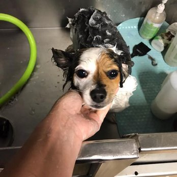 Darwin's Grooming Palace - Pet Groomers Near Me - Weatherford, Texas