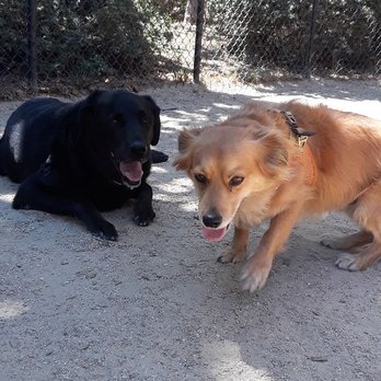 Dog Gone Walkin - Louie and Stewie! - Dog Walkers Near Me