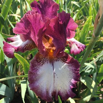 Nola's Iris Garden - Nurseries & Gardening Near Me - San Jose, California