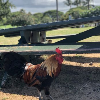 Poipu Beach - Rooster - Beaches Near Me - Koloa, Hawaii Poipu Beach - Rooster - Beaches Near Me - Koloa, Hawaii